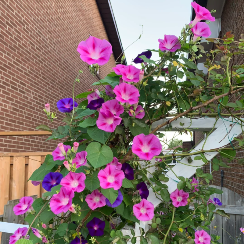 爬藤牵牛花包发芽包开花