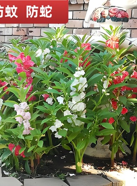 凤仙花种子新采指甲花种子混色防蛇花种籽子庭院室外阳台盆栽包邮