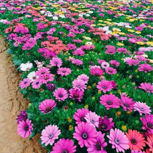 南非万寿菊种子四季种蓝目菊非洲菊种子耐寒景观庭院花卉种子包邮