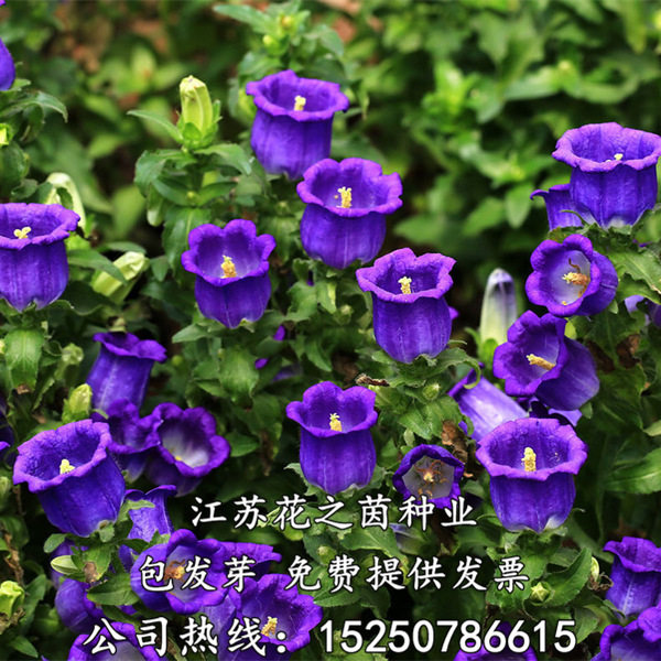 风铃草种子花卉种子景观花卉四季播花种子易种庭院花籽花草种子