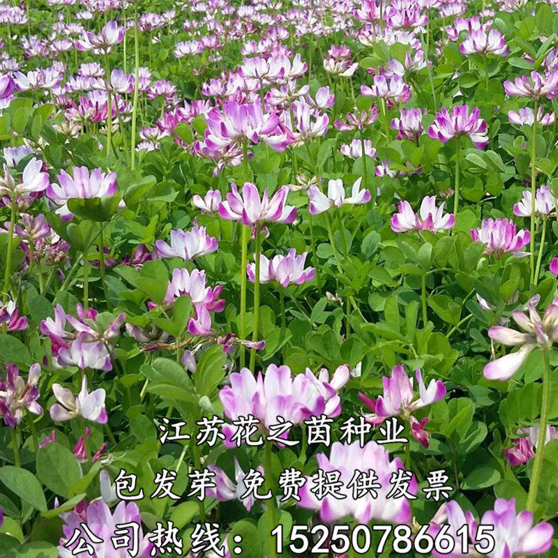 红花草紫云英种子食用野菜养蜂蜜源绿肥牧草种子包邮
