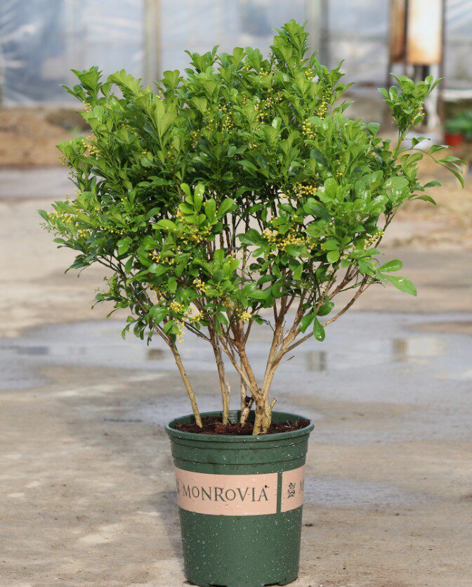 米兰盆栽花卉阳台观花喜阳植物化空气四季绿植盆景带花苞驱蚊