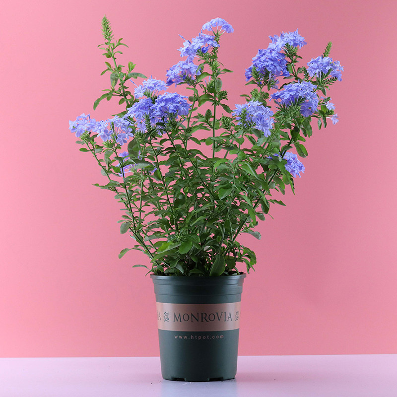 蓝雪花白雪花大苗半爬藤鲜花植物多年生花开不断易养活带花苞发货,鲜花速递/花卉仿真/绿植园艺,绿植,淘宝优惠券,粉丝福利购,淘宝优惠卷