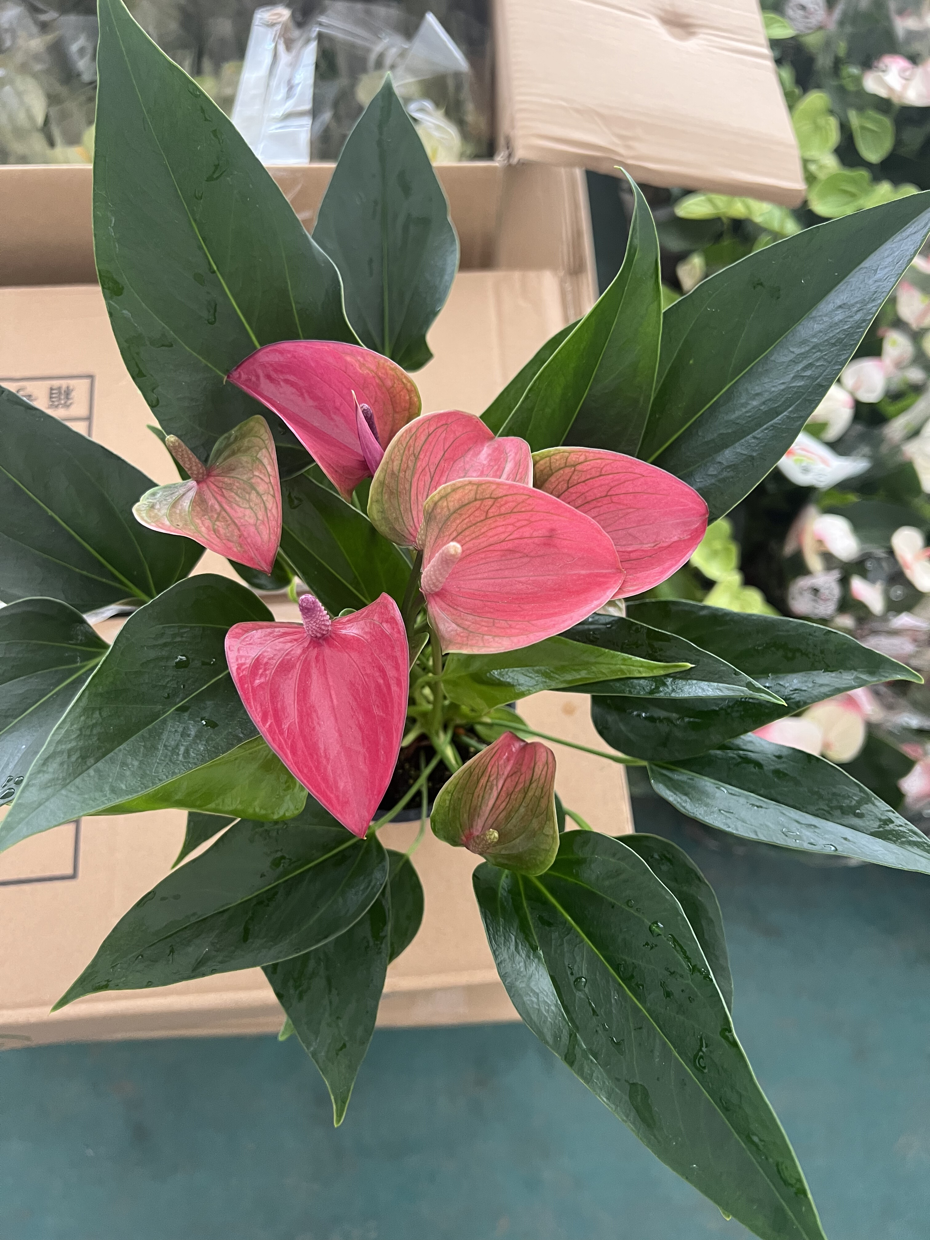 彩掌飒露紫希拉娜紫色带花发货室内开花绿植可水培花卉