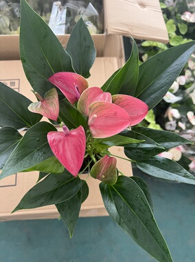 彩掌飒露紫希拉娜紫色带花发货室内开花绿植可水培花卉