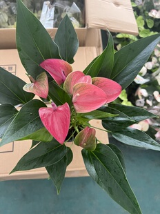 彩掌飒露紫希拉娜紫色带花发货室内开花绿植可水培花卉