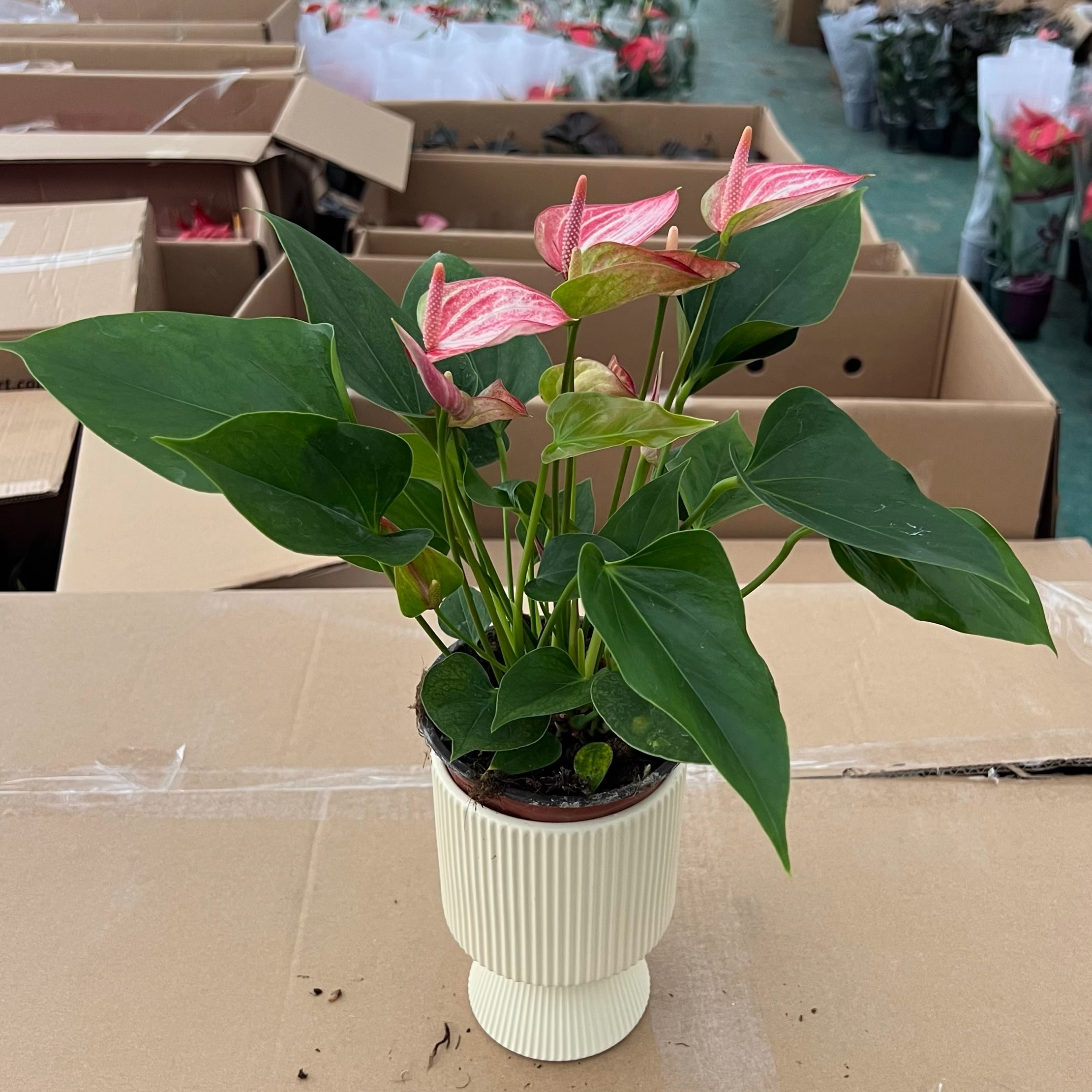 彩红掌水培植物盆栽梦幻利维姆送礼佳品