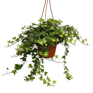 金边常春藤 青叶长春藤 带盆发货 办公室桌面盆栽 绿植盆栽