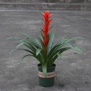 花卉盆栽 室内植物 凤梨 吸甲醛 鸿运当头 包邮 吉利红星