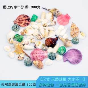 水族造景装 饰铺底天然海螺贝壳套餐300克 饰鱼缸水族箱布景装
