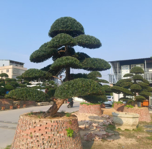 罗汉松精品造型树别墅庭院家院地景盆景大小1米2米3米4米高度