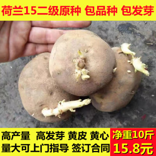 土豆种子黄皮黄心东北高产脱毒种薯种苗马铃薯原种苗洋芋种孑10斤