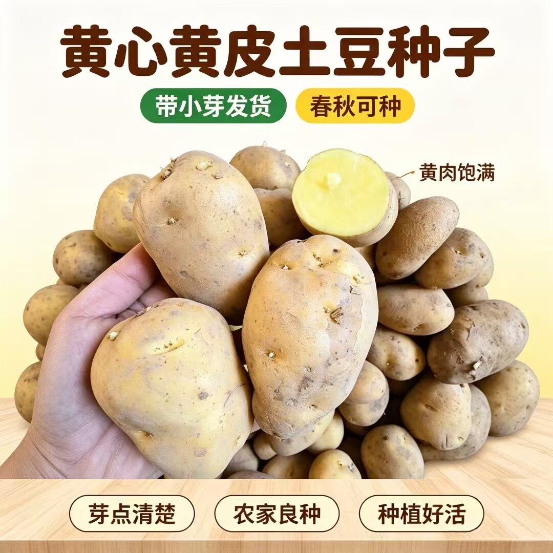 荷兰土豆种子黄皮黄心马铃薯原种图片