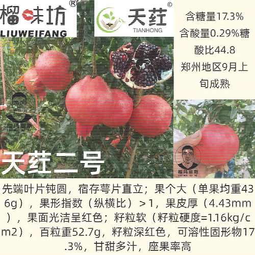 墨籽慕乐天荭超软籽石榴树苗