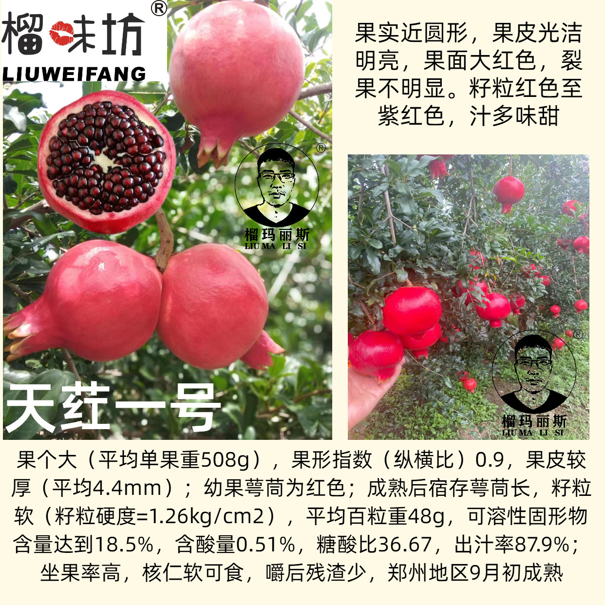 彰冠®天荭一号新品种软籽石榴石榴嫁接穗嫁接枝条扦插条