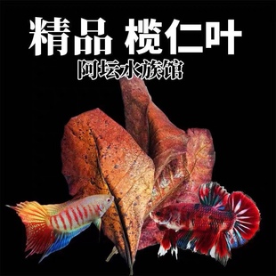 榄仁叶叶造景黄水雷龙缸斗鱼缸降酸调节ph值水质天然懒人改善水质