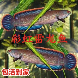 南鳢雷龙观赏鱼凶猛鱼活体淡水冷水生淡水鱼七彩鱼小型彩虹雷龙鱼
