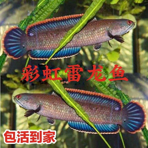 彩虹雷龙鱼肉食凶猛鱼淡水冷水鱼
