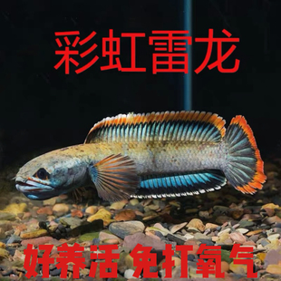 雷龙鱼冷水鱼凶猛鱼淡水鱼血一雷龙热带进口雷龙鱼阳公彩虹雷龙鱼