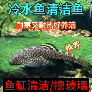 清道夫鱼爬岩鳅淡水冷水鱼鱼缸清洁工专吃鱼屎藻类垃圾残饲料吸鳅