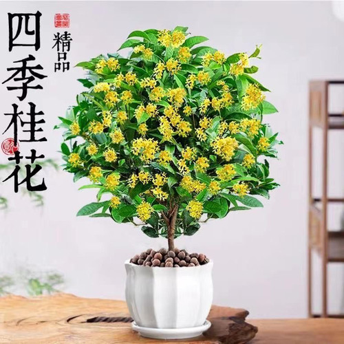 四季桂花多年生全日照易养高耐寒
