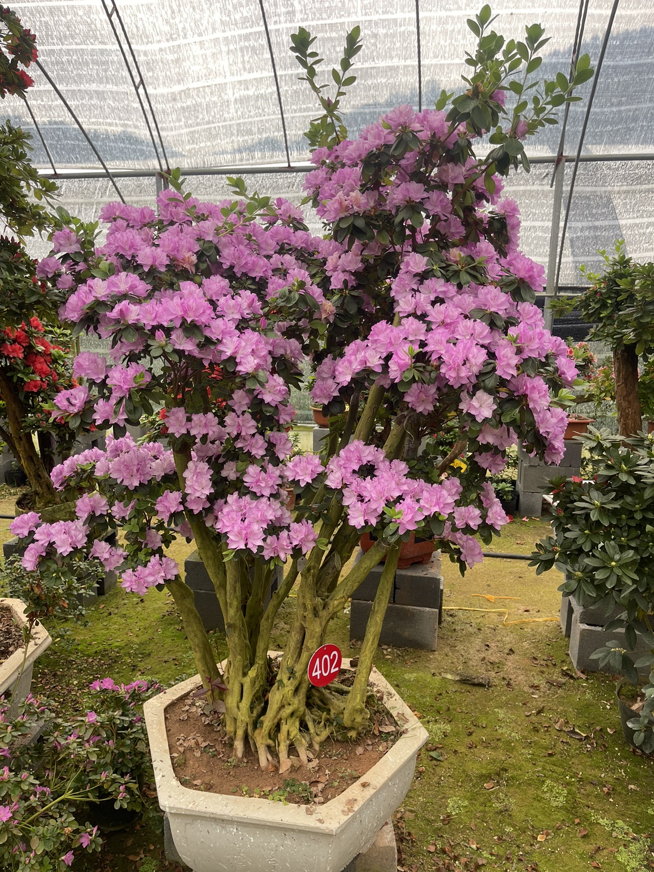 紫花老庄嫁接的丹东红杜鹃花