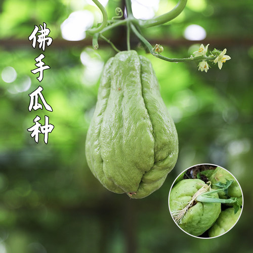 龙须菜种子价格 龙须菜种子图片 星期三