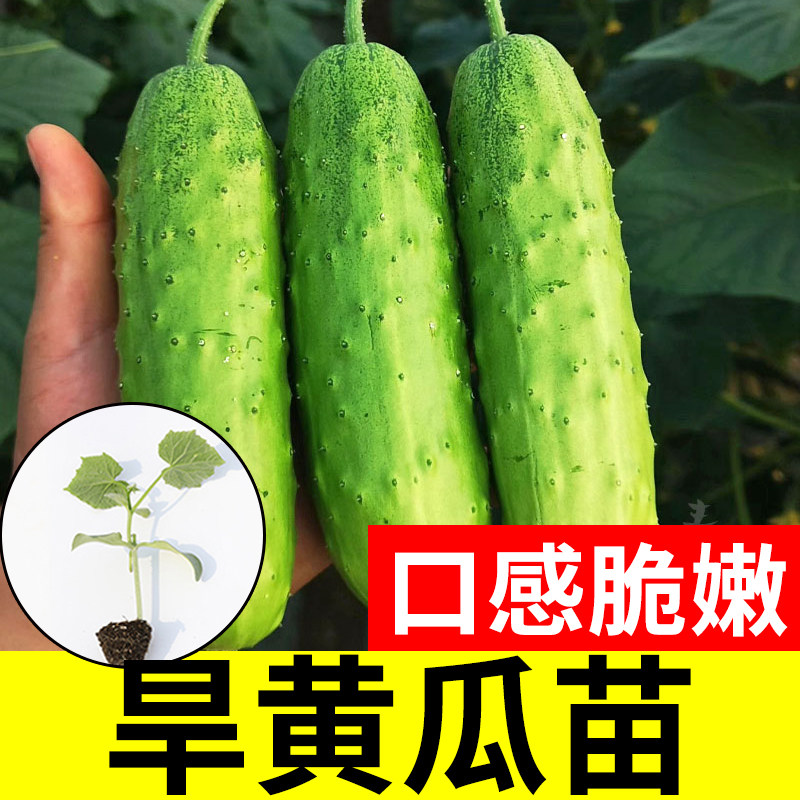 旱黄瓜苗老品种带土苗秧四季水果小玉女高产秧苗盆栽种子新品种,鲜花速递/花卉仿真/绿植园艺,种苗/半成品盆栽,淘宝优惠券,粉丝福利购,淘宝优惠卷