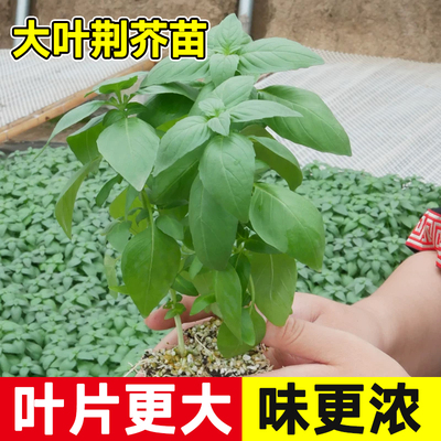 河南大叶荆芥种子苗孑小青菜带土带根盆栽籽种荆棘菜籽荆芥菜种籽