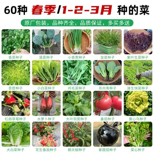 草莓香菜青菜春季 菠菜籽儿阳台葱种大全生菜孑 各种蔬菜子种籽四季