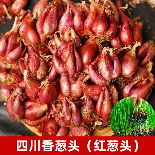四季盆栽小香葱种可食用可种植