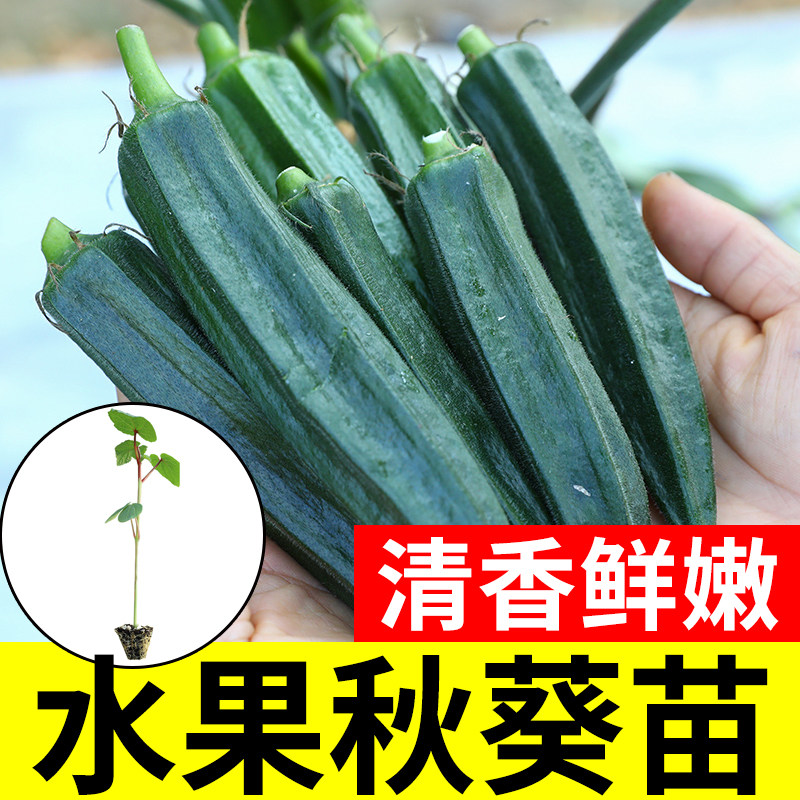 水果秋葵苗带土大苗种子老品种秋葵四季新鲜蔬菜农家阳台秧苗大全,鲜花速递/花卉仿真/绿植园艺,种苗/半成品盆栽,淘宝优惠券,粉丝福利购,淘宝优惠卷