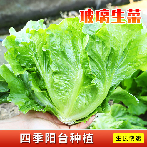 玻璃生菜种子种籽孑阳台种菜四季盆栽莱种秋冬沙拉蔬菜孑仔菜籽子