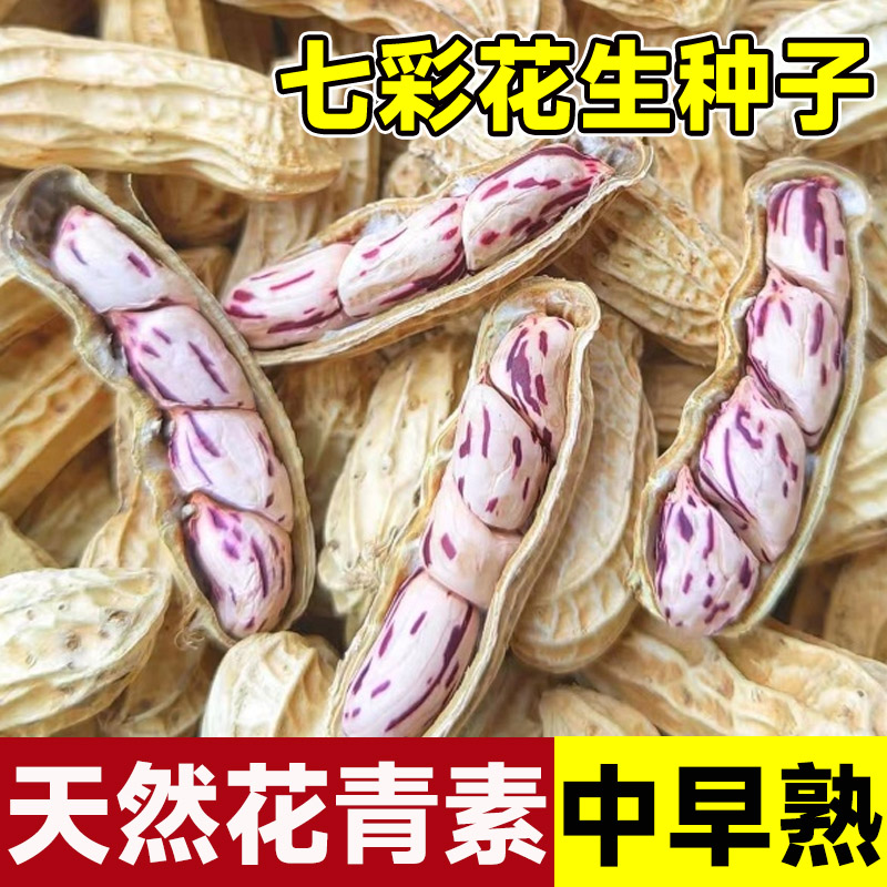七彩花生高产薄壳紫花生种子种籽黑高端紫皮花生米南方大粒老品种图片