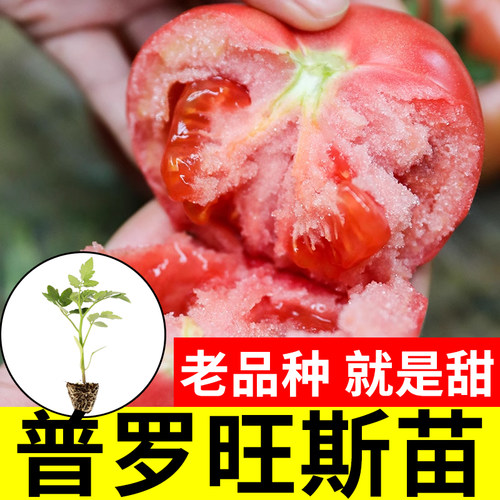 大粉西红柿种籽普罗旺斯番茄