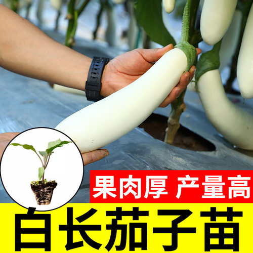 杭茄茄子种子蔬菜苗春