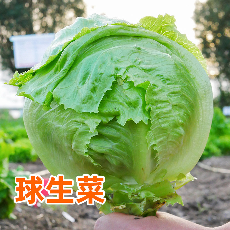 结球生菜种子球形生菜种籽四季球型卷心圆包心生菜种孑阳台盆栽