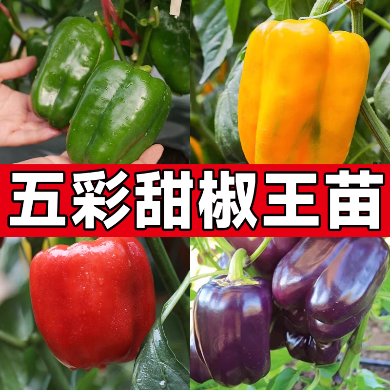 多彩甜椒苗红黄绿菜椒秧苗