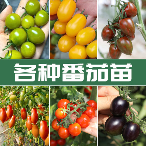 圣女果千禧小番茄苗秧四季盆栽阳台黑高产矮生西红柿瀑布串收果苗