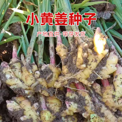 云南小黄姜带芽姜种生姜老姜大姜本地洋姜泥姜大黄姜种子种籽