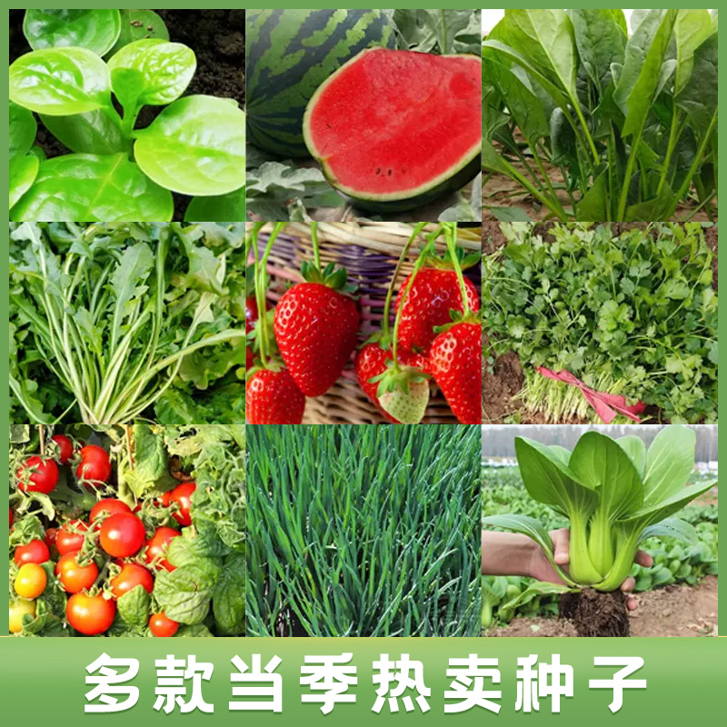 阳台菜园蔬菜种子盆栽青菜番茄生菜茄子小香葱辣椒菠菜蔬菜籽