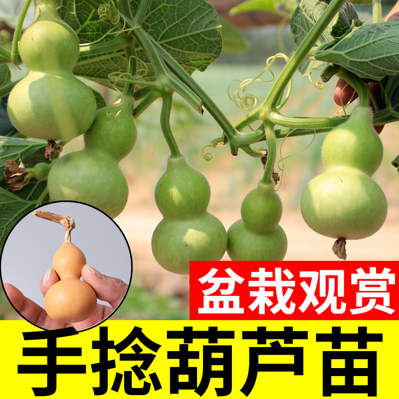 葫芦种子种籽孑子大籽种大全苗秧盆栽绿手捻秧苗食用菜文玩小