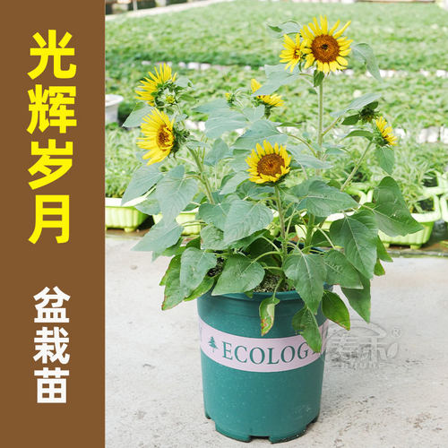 向日葵苗带根销量排行榜 向日葵苗带根品牌热度排名 小麦优选