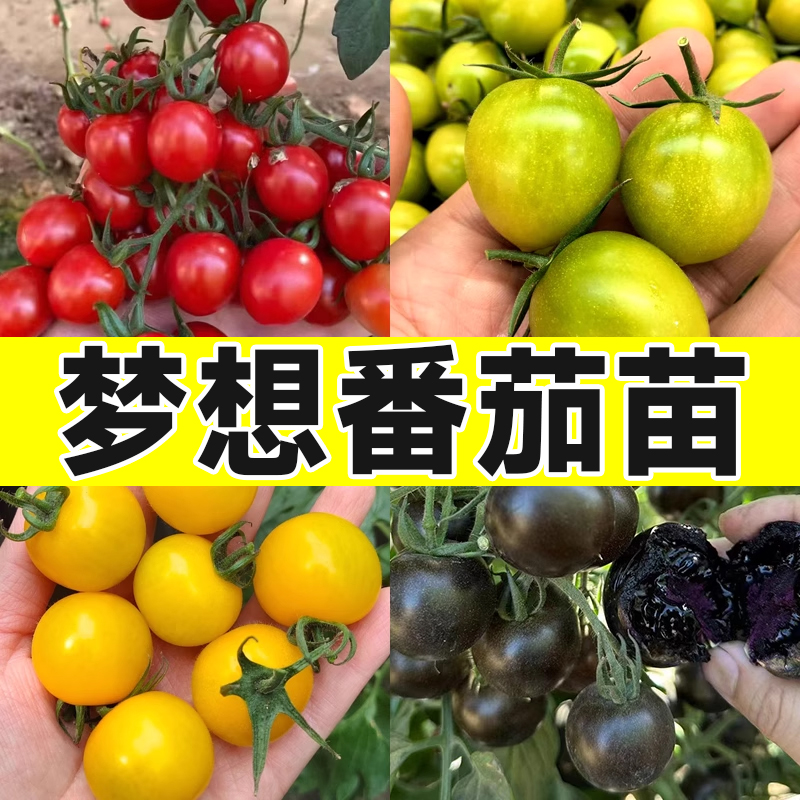 圣女果千禧小番茄苗秧四季盆栽阳台黑高产矮生西红柿瀑布串收果苗