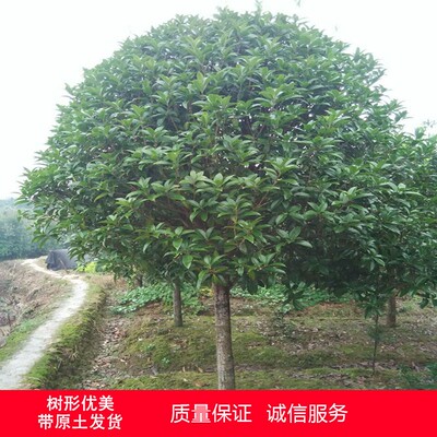 桂花木本植物四季开花包成活