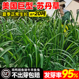 进口苏丹草草籽高丹草种四季猪牛羊种子牧草喂鱼养殖再生鱼草种籽