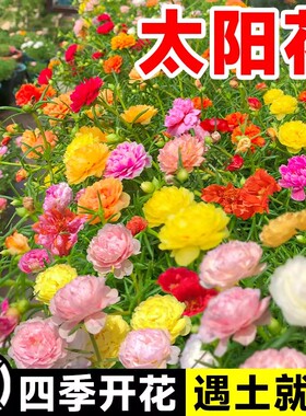 重瓣太阳花种子种孑小花种籽子室内大花花卉矮花花籽四季播种开花