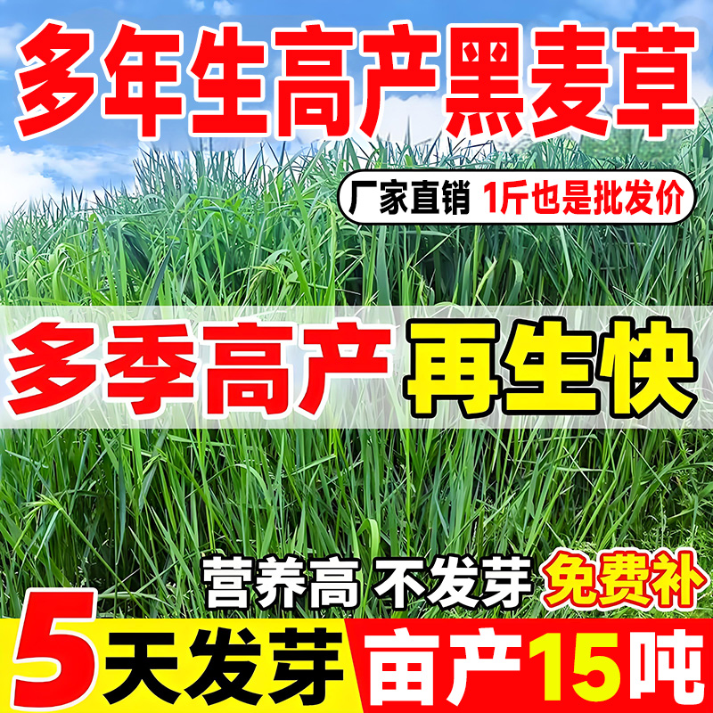 多年生黑麦草种子鱼草籽净种四季进口四倍体高产牧草种子牛羊猪兔