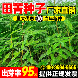 田菁草籽四季高产多年生牧草种籽多茬收割耐寒耐旱高蛋白绿肥种子
