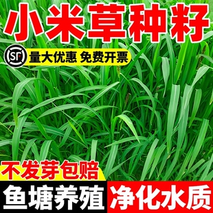 小米草种子四季高产鱼塘养殖鱼虾蟹喜食牧草种籽耐水淹水椑草草籽